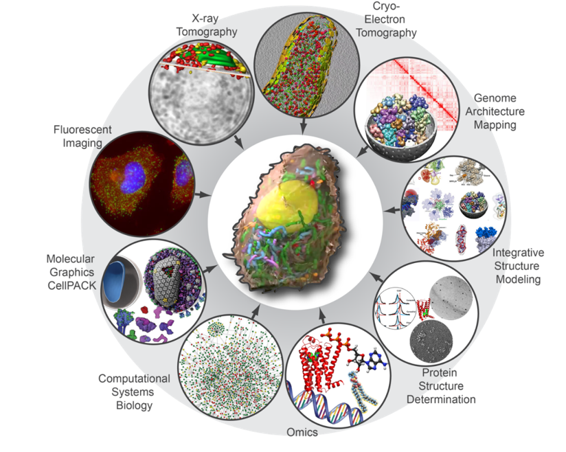PBC whole-cell modeling perspective published in Cell